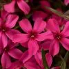 Phlox Subulata Scarlet Flame | 9cm Pot 2 Phlox Subulata Scarlet Flame | 9cm Pot -Perennial Plants Sales Store RH30004353 a761