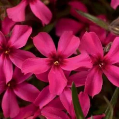 Phlox Subulata Scarlet Flame | 9cm Pot