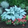 Hosta Canadian Blue | 9cm Pot -Perennial Plants Sales Store RH30004362 722f