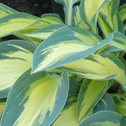 Hosta Magic Island | 9cm Pot