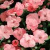 Dianthus Peach Party ('Kledg18305') | 9cm Pot -Perennial Plants Sales Store RH30004391 bd35