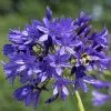 Agapanthus Midnight Madness | 9cm Pot -Perennial Plants Sales Store RH30004401 4479