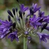 Agapanthus Royal Velvet | 9cm Pot -Perennial Plants Sales Store RH30004402 4d4b