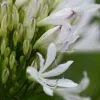 Agapanthus Strawberry Ice | 9cm Pot
