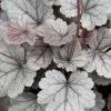 Heuchera Silver Gumdrop (Dolce Series) | 9cm Pot -Perennial Plants Sales Store RH30004404 23f9