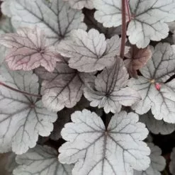 Heuchera Silver Gumdrop (Dolce Series) | 9cm Pot
