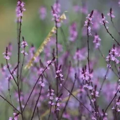 Verbena Officinalis Var. Grandiflora Bampton | 9cm Pot