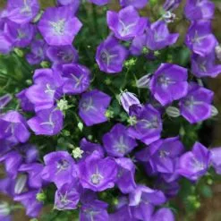 Campanula Carpatica Blaue Clips | 9cm Pot