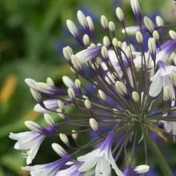 Agapanthus Fireworks ('Mdb001') | 9cm Pot