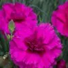Dianthus Devon Wizard | 9cm Pot -Perennial Plants Sales Store RH30004527 e5d8