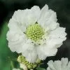 Scabiosa Caucasica Perfecta Alba (Perfecta Series) | 9cm Pot