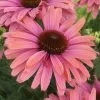 Echinacea SunSeekers Rainbow ('IFECSSRA') (PBR) (SunSeekers Series) | 9cm Pot -Perennial Plants Sales Store RH30004541 4b7a