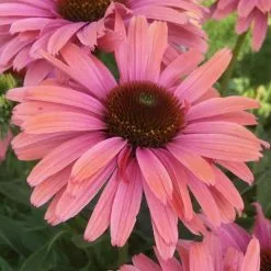 Echinacea SunSeekers Rainbow ('IFECSSRA') (PBR) (SunSeekers Series) | 9cm Pot
