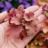 Heuchera Frilly (PBR) | 9cm Pot