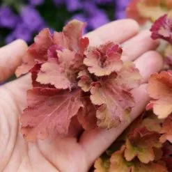 Heuchera Frilly (PBR) | 9cm Pot