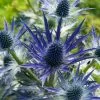 Eryngium × Zabelii Big Blue | 9cm Pot 2 Eryngium × Zabelii Big Blue | 9cm Pot -Perennial Plants Sales Store RH30004553 1382