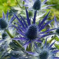 Eryngium × Zabelii Big Blue | 9cm Pot