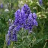 Aconitum Carmichaelii (Wilsonii Group) Kelmscott | 9cm Pot -Perennial Plants Sales Store RH30004559 f06a