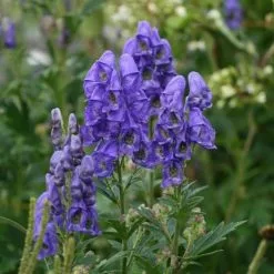 Aconitum Carmichaelii (Wilsonii Group) Kelmscott | 9cm Pot
