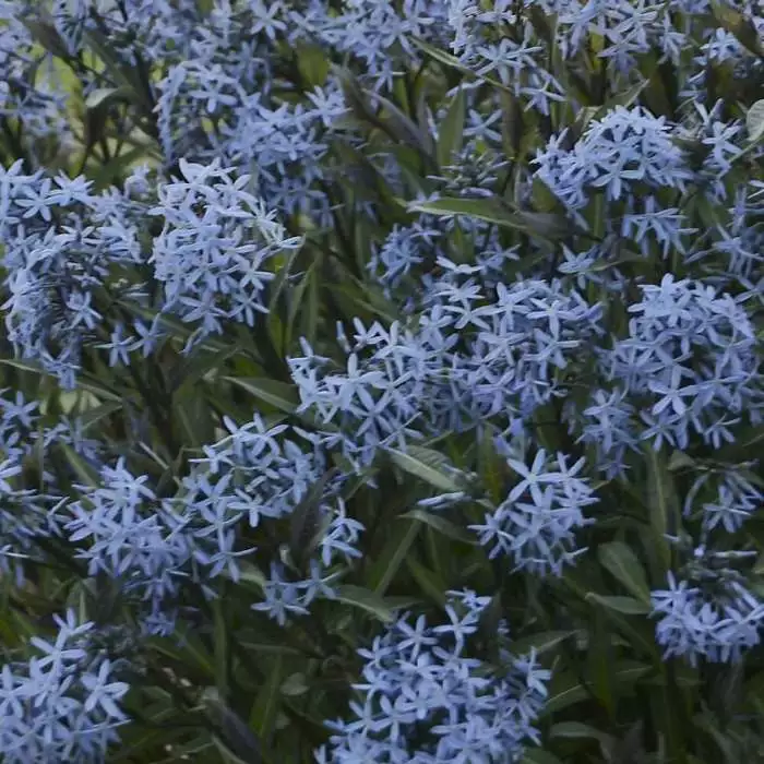 Amsonia Tabernaemontana Storm Cloud | 9cm Pot 3 Amsonia Tabernaemontana Storm Cloud | 9cm Pot
