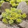 Sedum Takesimense Atlantis ('Nonsitnal') (PBR) | 9cm Pot -Perennial Plants Sales Store RH30004569 51fb