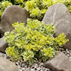 Sedum Takesimense Atlantis ('Nonsitnal') (PBR) | 9cm Pot