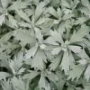 Artemisia Ludoviciana Valerie Finnis | 9cm Pot