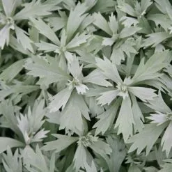 Artemisia Ludoviciana Valerie Finnis | 9cm Pot