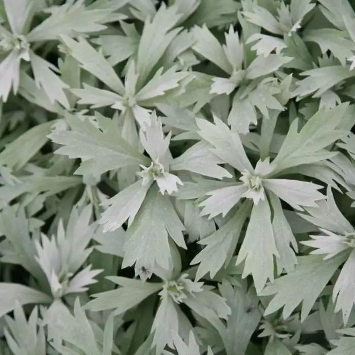 Artemisia Ludoviciana Valerie Finnis | 9cm Pot 3 Artemisia Ludoviciana Valerie Finnis | 9cm Pot
