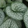 Brunnera Macrophylla Sea Heart (PBR) | 9cm Pot