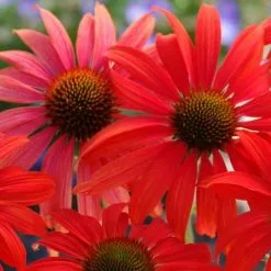 Echinacea Tomato Soup (PBR) | 9cm Pot