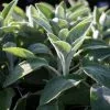 Stachys Byzantina Big Ears | 9cm Pot -Perennial Plants Sales Store RH30004596 929f