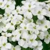Arabis Alpina Subsp. Caucasica Little Treasure White ('Aralba') | 9cm Pot 1 Arabis Alpina Subsp. Caucasica Little Treasure White ('Aralba') | 9cm Pot -Perennial Plants Sales Store RH30004600 843c