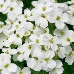 Arabis Alpina Subsp. Caucasica Little Treasure White ('Aralba') | 9cm Pot