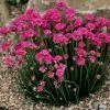 Armeria Maritima Dusseldorfer Stolz | 9cm Pot -Perennial Plants Sales Store RH30004601 2645