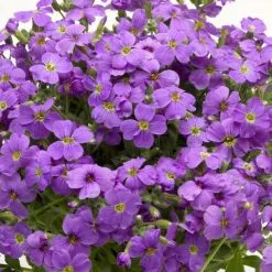 Aubrieta Audrey Light Blue (Audrey Series) | 9cm Pot