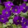 Aubrieta Audrey Purple Shades (Audrey Series) | 9cm Pot