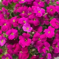Aubrieta Audrey Red (Audrey Series) | 9cm Pot