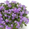 Aubrieta Audrey Sky Blue (Audrey Series) | 9cm Pot -Perennial Plants Sales Store RH30004605 4905