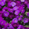 Aubrieta Axcent Deep Purple ('Audelpur') (PBR) (Axcent Series) | 9cm Pot 2 Aubrieta Axcent Deep Purple ('Audelpur') (PBR) (Axcent Series) | 9cm Pot -Perennial Plants Sales Store RH30004607 c804