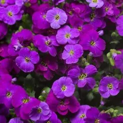 Aubrieta Axcent Deep Purple ('Audelpur') (PBR) (Axcent Series) | 9cm Pot