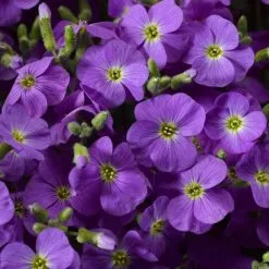 Aubrieta Axcent Light Blue ('Abrz0002') (PBR) (Axcent Series) | 9cm Pot