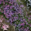 Phlox Douglasii Crackerjack | 9cm Pot -Perennial Plants Sales Store RH30004615 29ba