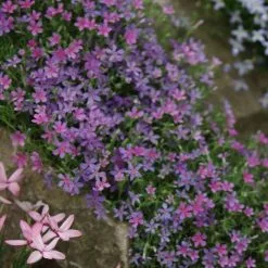 Phlox Douglasii Crackerjack | 9cm Pot