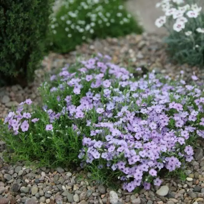 Phlox Douglasii Eva | 9cm Pot 3 Phlox Douglasii Eva | 9cm Pot