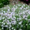 Phlox Douglasii Rosea | 9cm Pot
