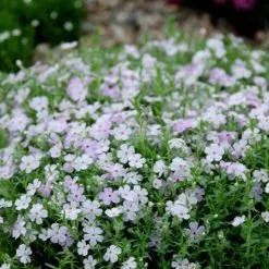Phlox Douglasii Rosea | 9cm Pot