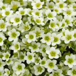 Saxifraga Alpino Early Lime ('Sax20007') | 9cm Pot