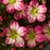 Saxifraga Alpino Early Picotee ('Saxz0010') (PBR) (x Arendsii) | 9cm Pot