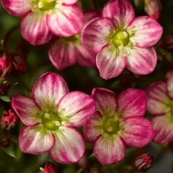 Saxifraga Alpino Early Picotee ('Saxz0010') (PBR) (x Arendsii) | 9cm Pot